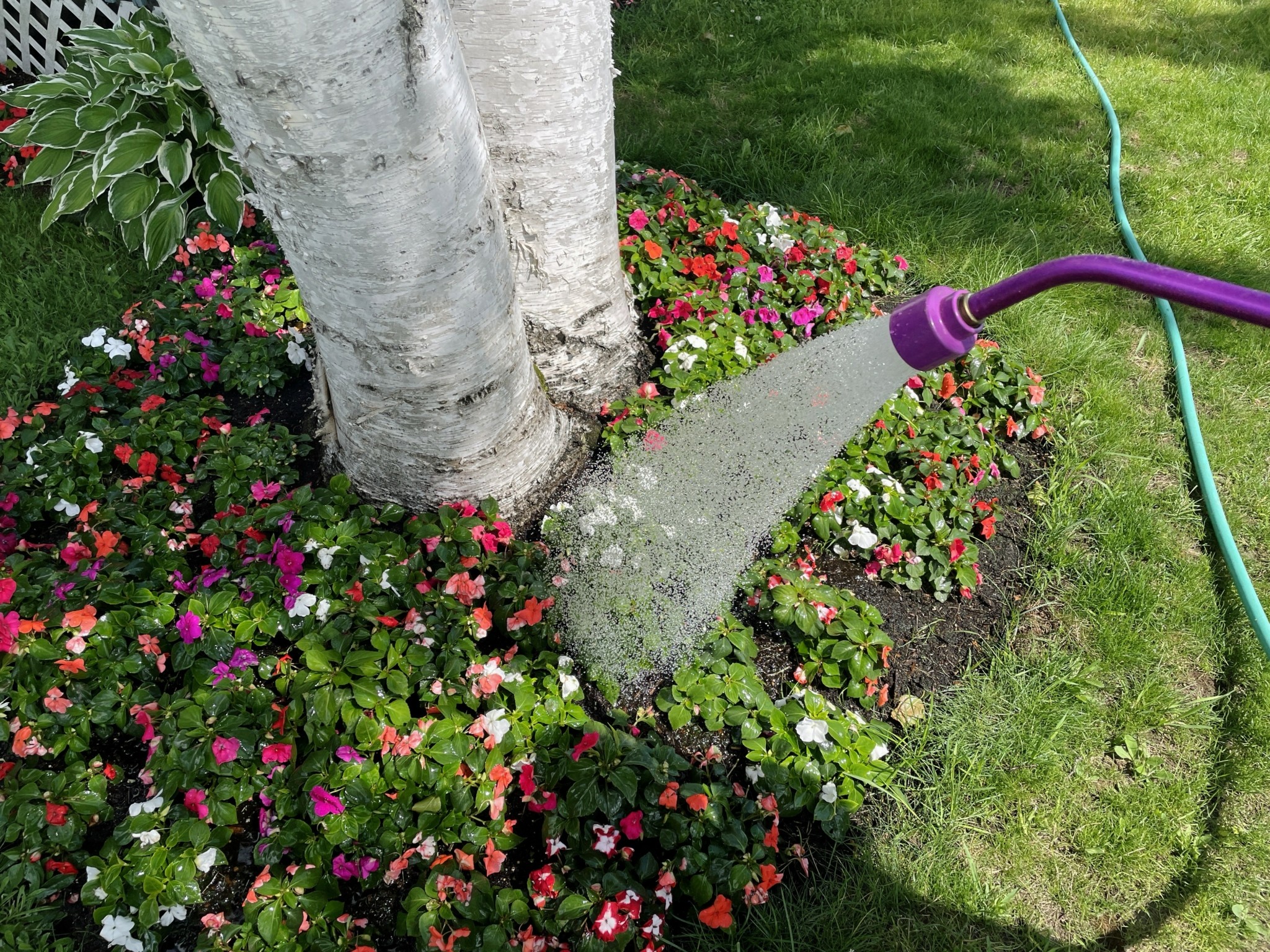 Κήπος: Τα 5 συχνότερα λάθη στο πότισμα και πώς να τα αποφύγετε