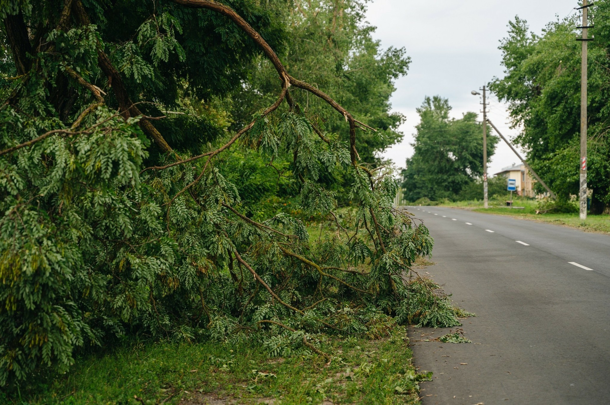 Ξαφνική πτώση κλάδου δέντρου – Ενα καλοκαιρινό φαινόμενο που δεν προειδοποιεί