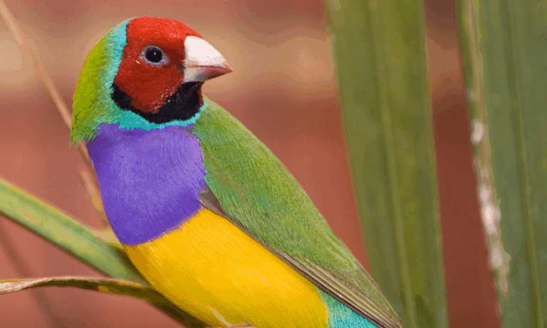 Η ακραία ζέστη απειλεί με εξαφάνιση πληθυσμούς τροπικών πτηνών