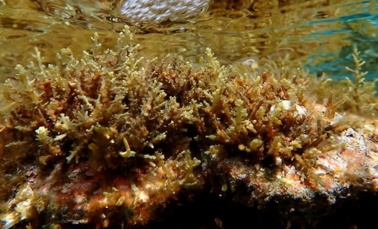 Επιστήμονες φυτεύουν υποθαλάσσια δάση για να ενισχύσουν το οικοσύστημα