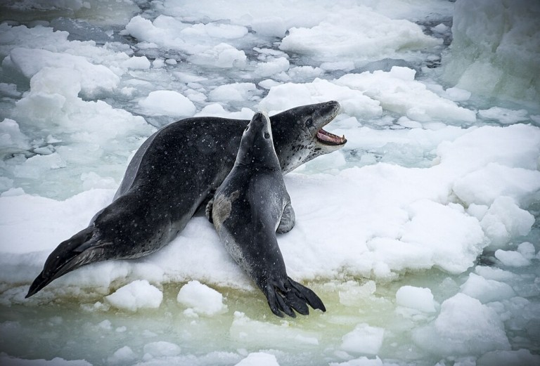 Φώκιες «σολάρουν» κάτω από τον πάγο για να προσελκύσουν ταίρι