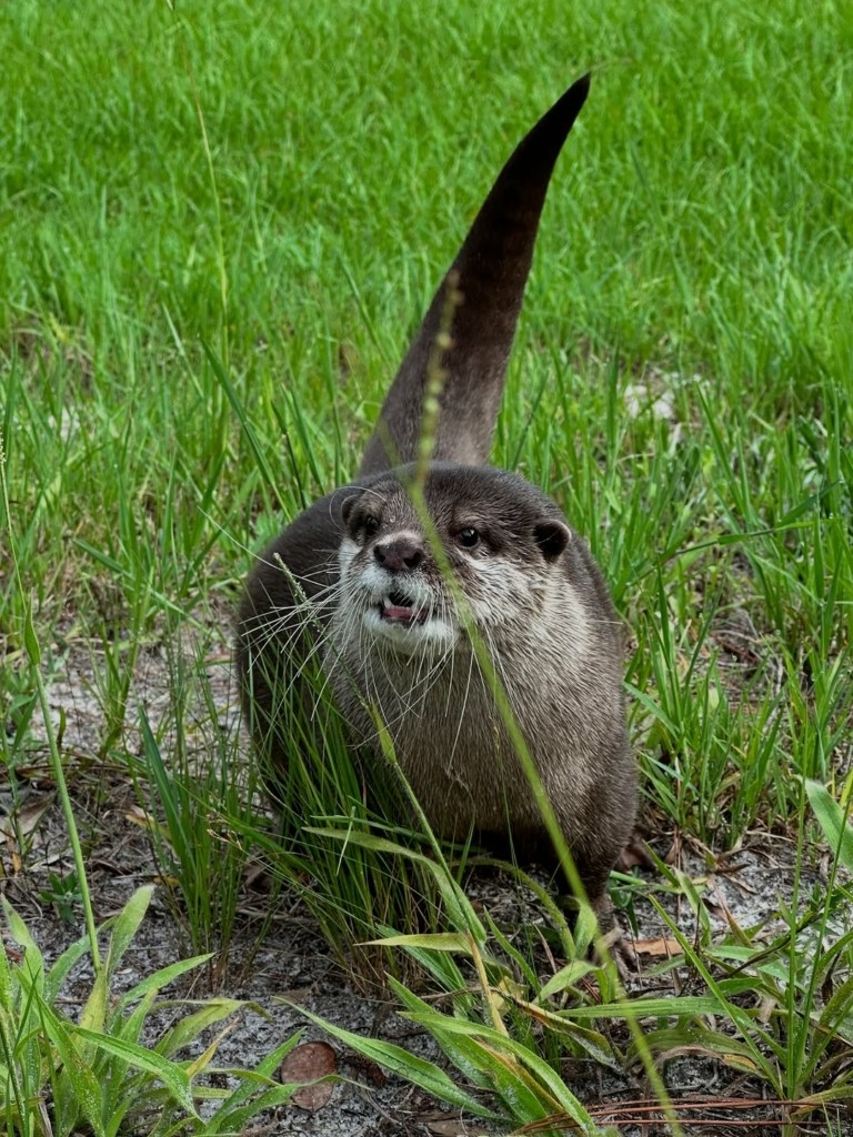 Σπλας: Η πρώτη βίδρα-διασώστης στον κόσμο (vid)
