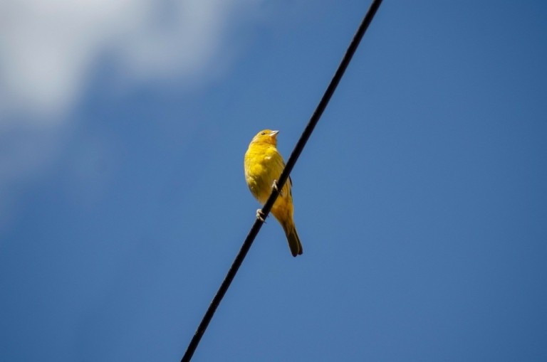 Τα πουλιά κελαηδούν περισσότερο σε περιοχές με φωτορύπανση