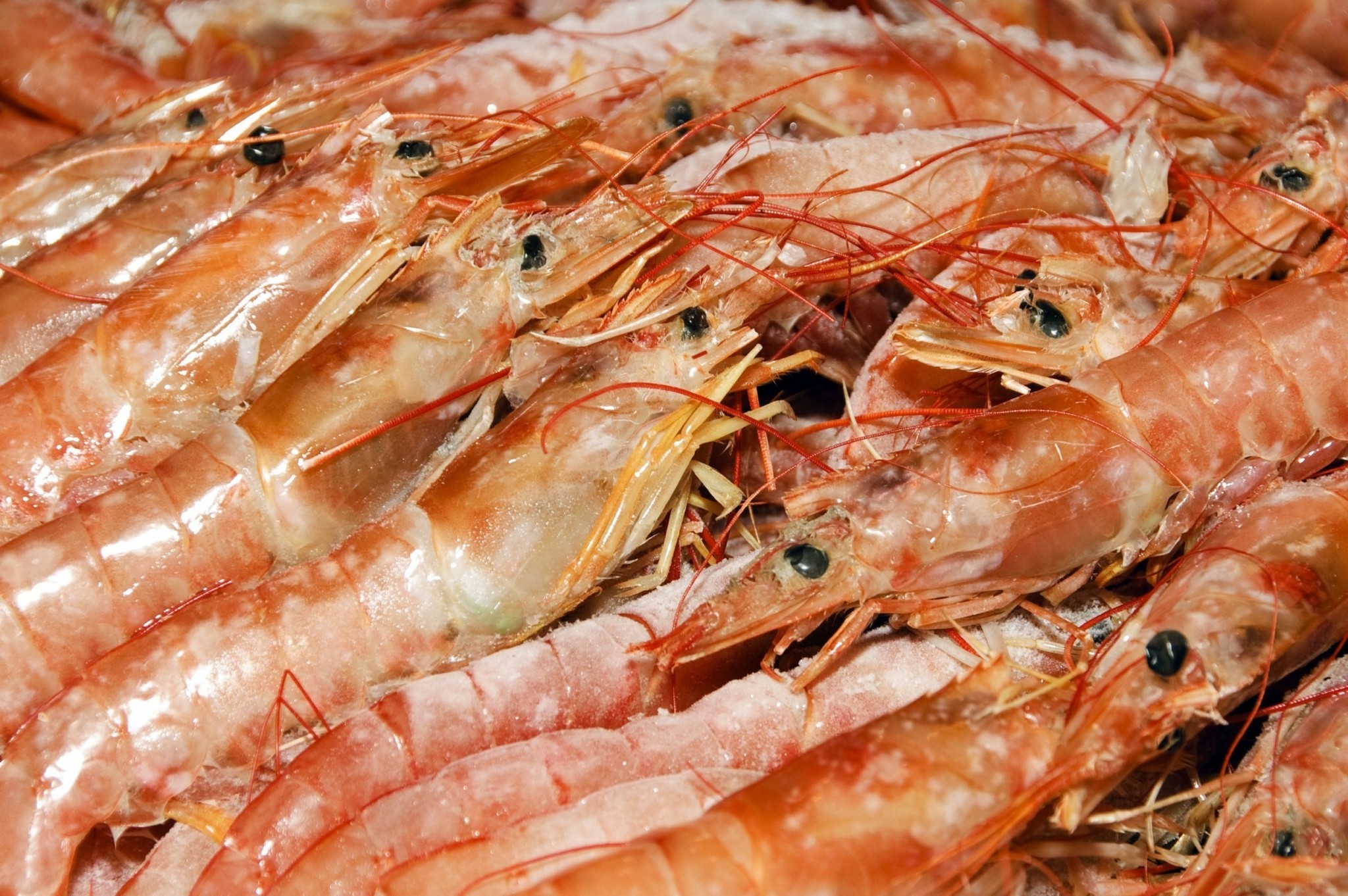 Πώς οι γαρίδες βοηθούν στη μάχη κατά της κλιματικής κρίσης