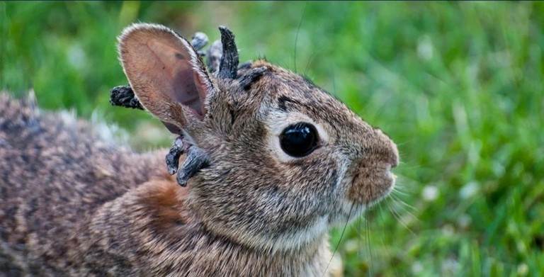 Κουνέλια «ζόμπι»: Φυτρώνουν κέρατα στο κεφάλι τους (vid)