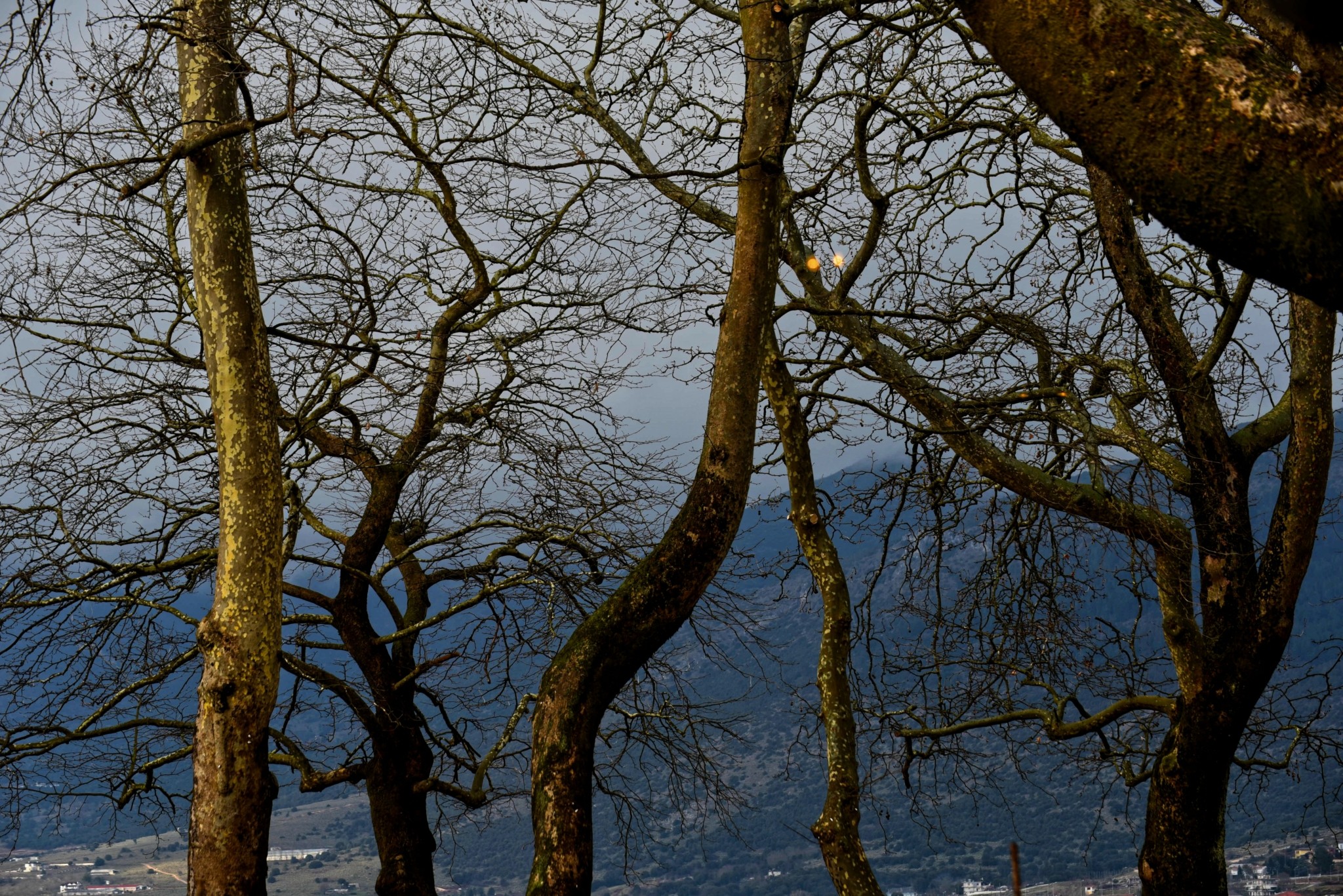 Μεταχρωματικό έλκος: Κίνδυνος για τα πλατάνια στην Ελλάδα – Οι ελπίδες από μια νέα τεχνική  