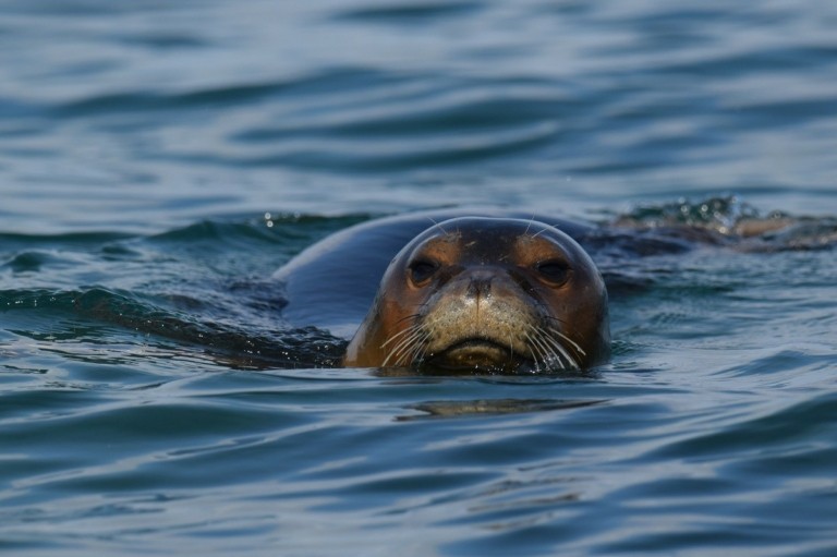 Seal Greece: 1.000 μίλια για τις 1.000 μεσογειακές φώκιες που απομένουν στον πλανήτη