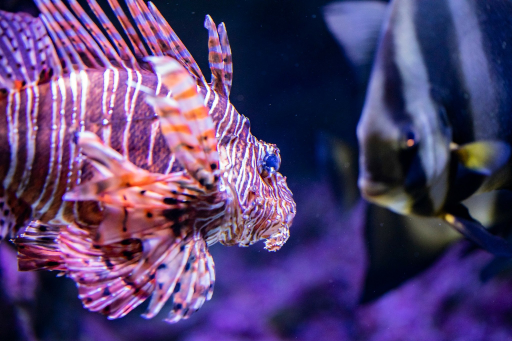 Κλιματική αλλαγή και τοξικά ψάρια: Το «ραντάρ» που προειδοποιεί για τη Μεσόγειο