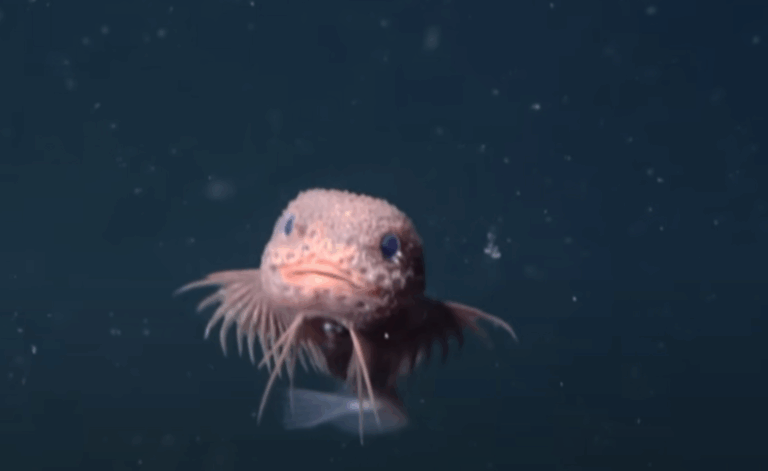 Χαμογελαστό ροζ ψάρι ανακαλύφθηκε σε βάθος 3.000 μέτρων (vid)