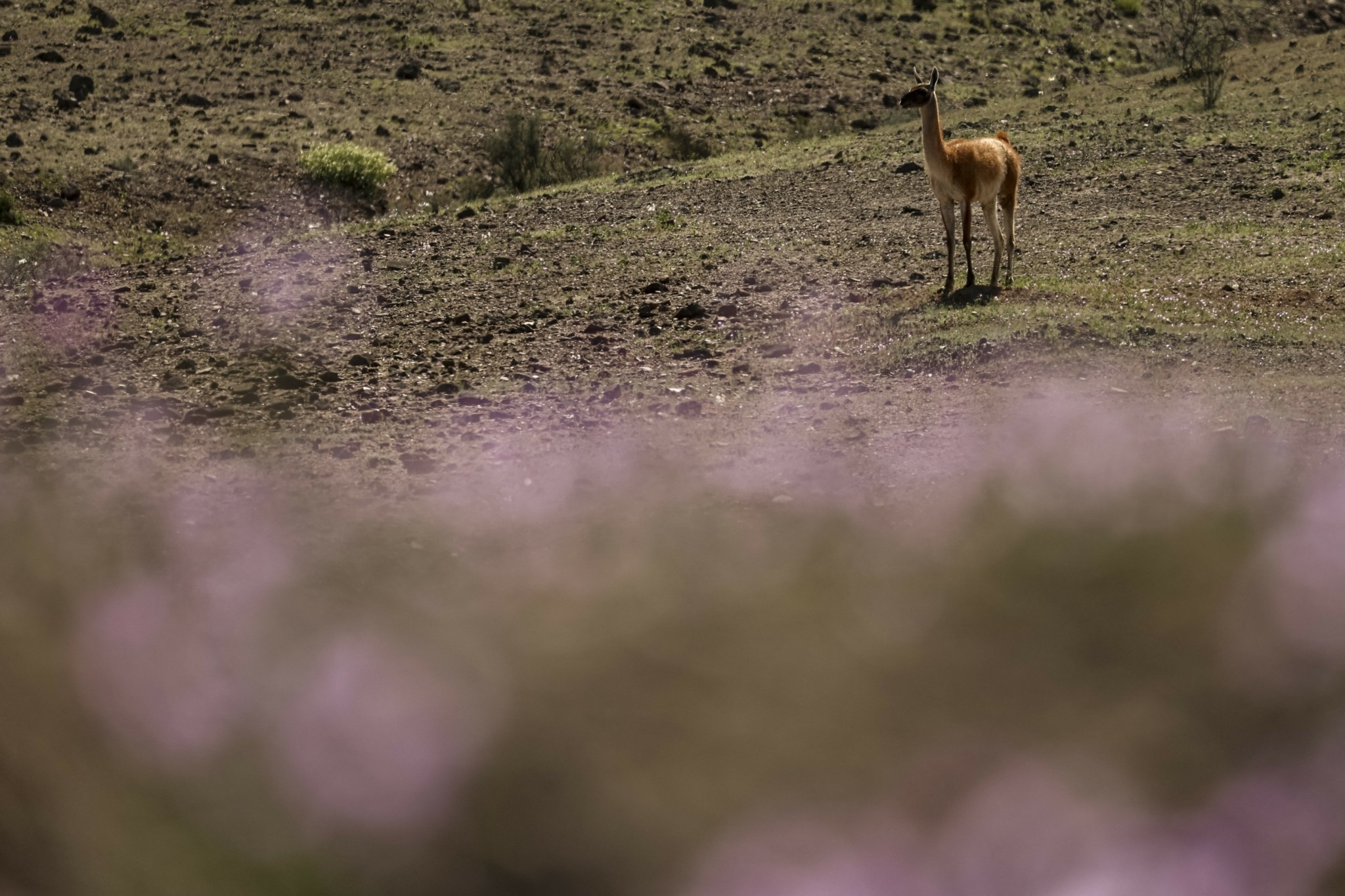 Έρημος: Η πιο άνυδρη περιοχή του πλανήτη ανθίζει και αποκαλύπτει μυστικά για ανθεκτικές καλλιέργειες
