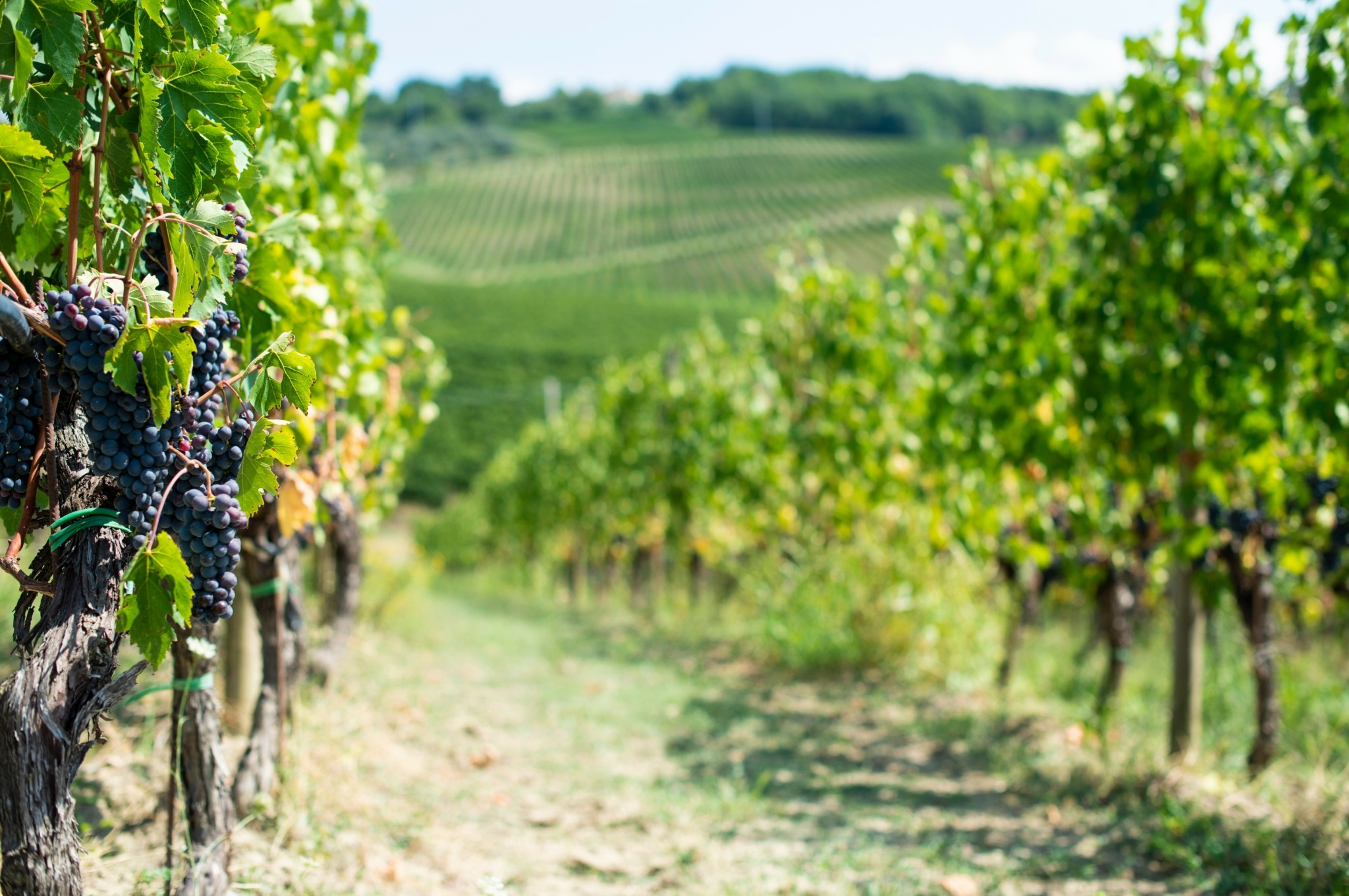 Κρασί: Ιστορικό χαμηλό παραγωγής στη Γαλλία λόγω καύσωνα και ξηρασίας