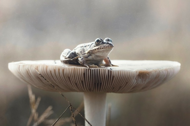 Συμμαχία για την Άγρια Ζωή: 11 οργανώσεις για την ευημερία ζώων και ανθρώπου (vid)