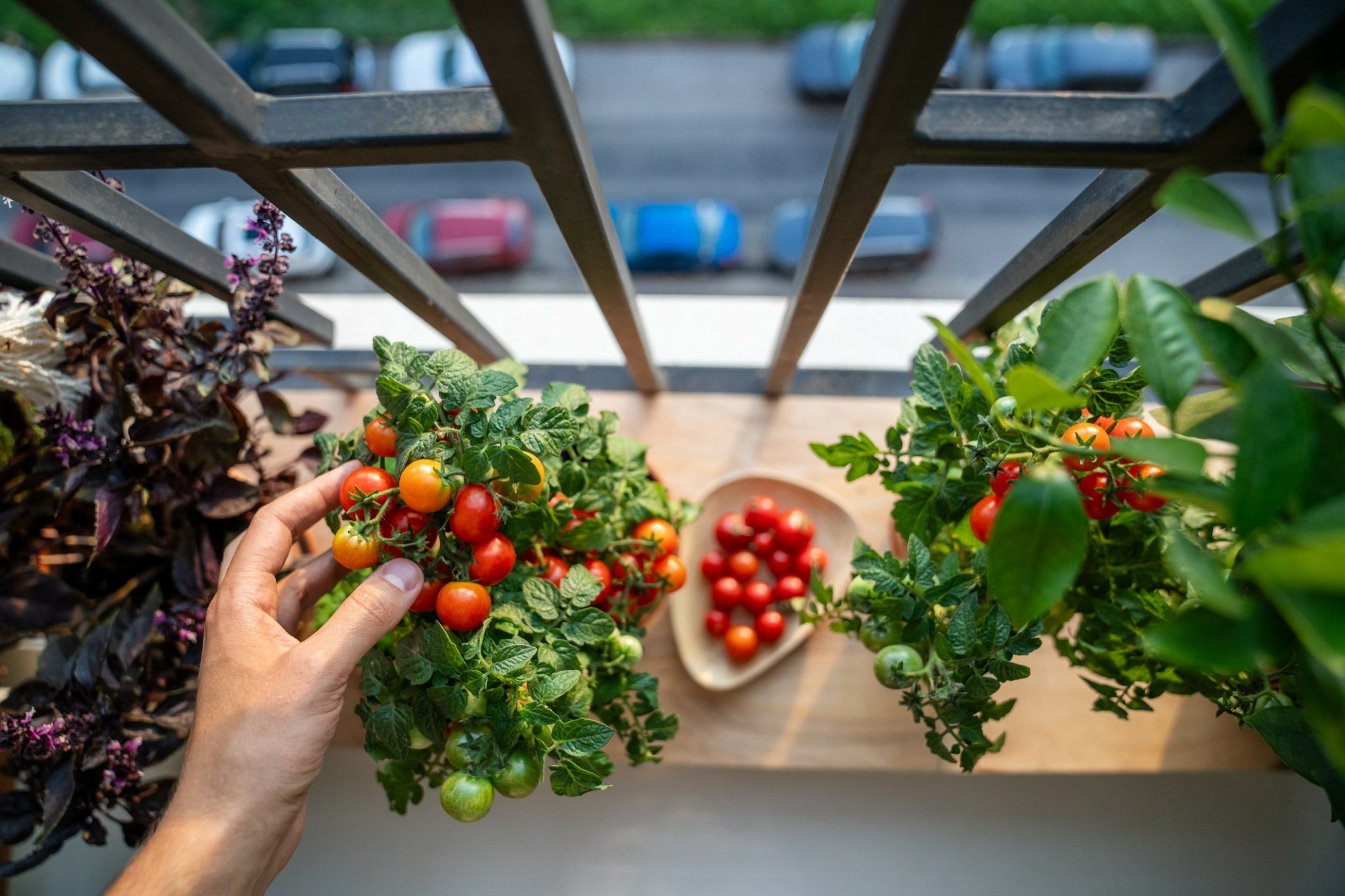 Φυτεύουμε λαχανικά και βότανα στο μπαλκόνι και την αυλή – Η φυσική ομορφιά που τρώγεται