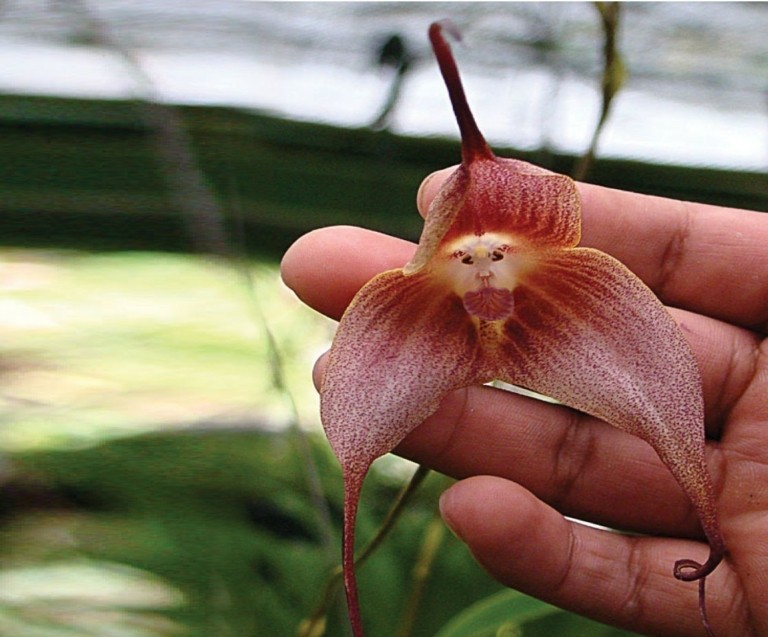 Η ορχιδέα δράκουλας με πρόσωπο πιθήκου απειλείται