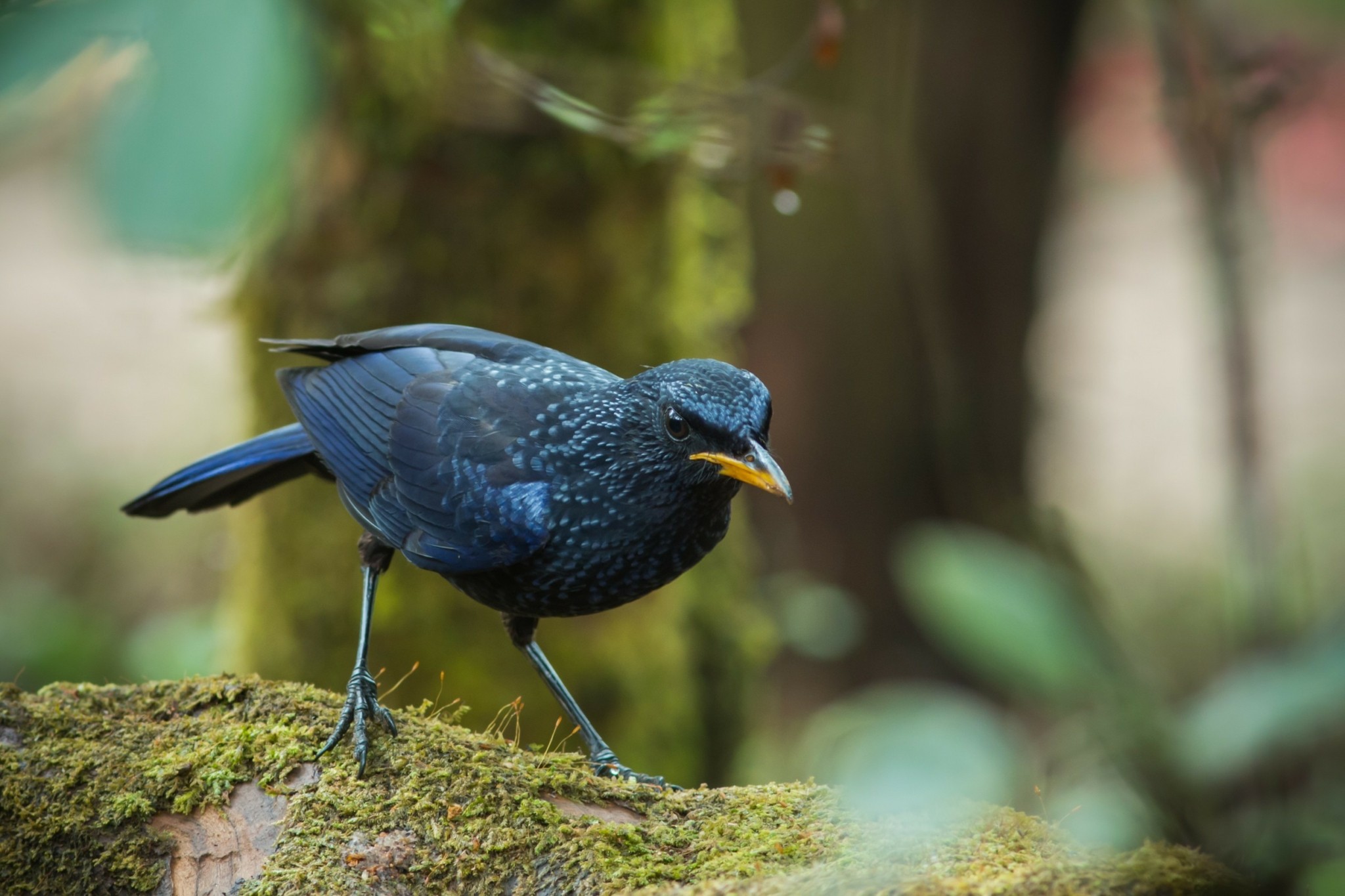 Το πιο σπάνιο φτερό στον κόσμο: Ζυγίζει εννέα γραμμάρια και έχει τεράστια αξία