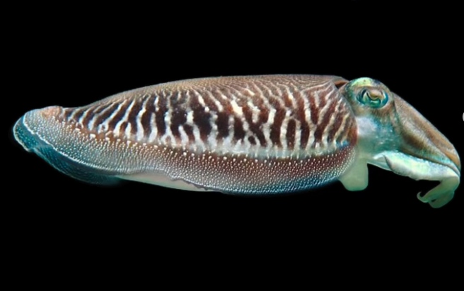 Επιστήμονες δίνουν μάχη με τον χρόνο να ταξινομήσουν νέα είδη πριν εξαφανιστούν | Ειδήσεις για την Οικονομία