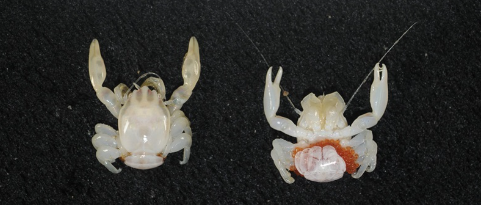 Καρχαρίας που λάμπει και «πορσελάνινος» κάβουρας ανακαλύφθηκαν στα βάθη του ωκεανού (pic) | Ειδήσεις για την Οικονομία Καρχαρίας που λάμπει και «πορσελάνινος» κάβουρας ανακαλύφθηκαν στα βάθη του ωκεανού (pic) | Ειδήσεις για την Οικονομία