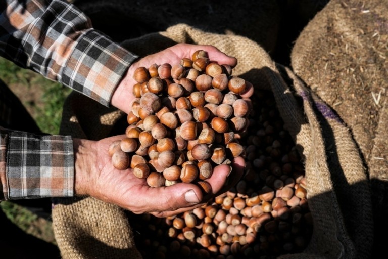 Τα τουρκικά φουντούκια προκαλούν ράλι τιμών και στην ελληνική αγορά