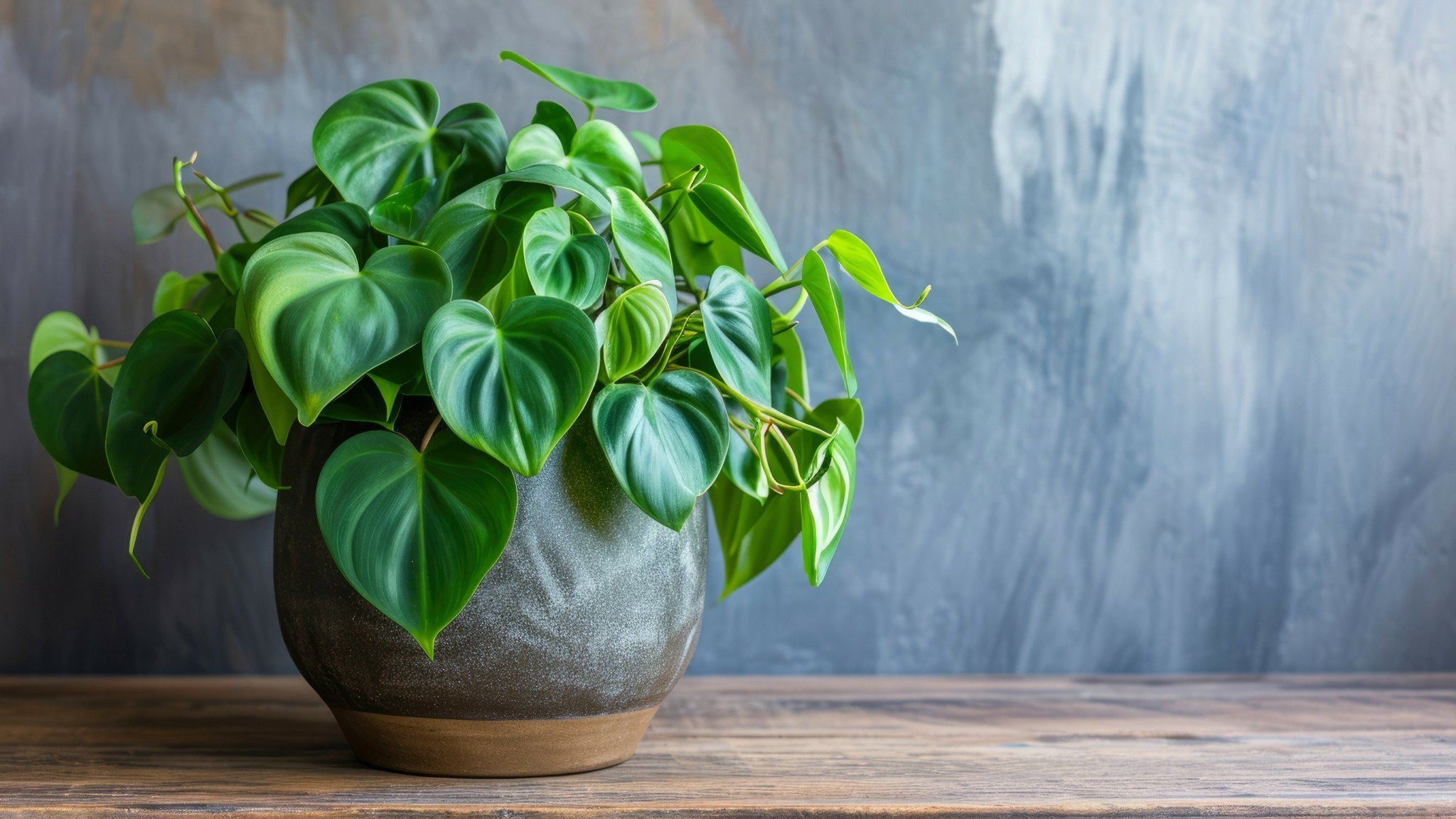 10 φυτά εσωτερικού χώρου για την κουζίνα που δεν χρειάζονται φροντίδα