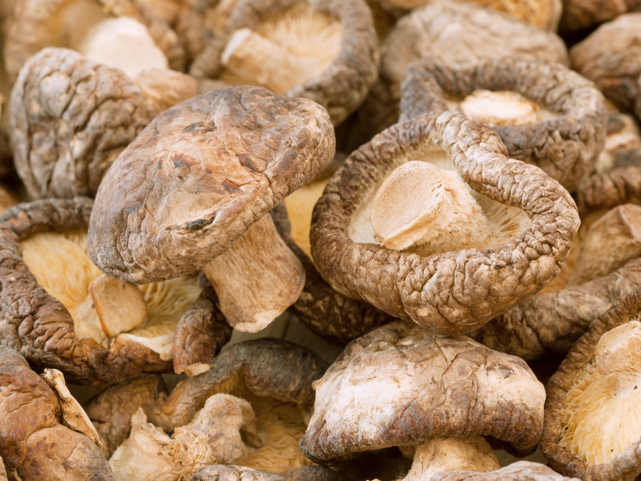 Μανιτάρια Σιτάκε: Ο μύκητας που έγινε μνήμη υπολογιστή – Η τεχνολογία που αλλάζει τα δεδομένα