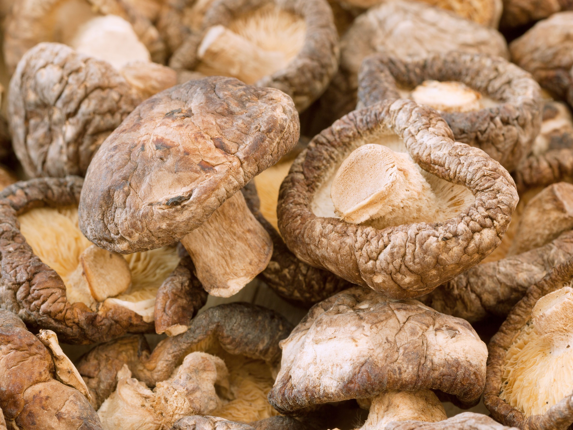 Μανιτάρια Σιτάκε: Ο μύκητας που έγινε μνήμη υπολογιστή – Η τεχνολογία που αλλάζει τα δεδομένα | Ειδήσεις για την Οικονομία