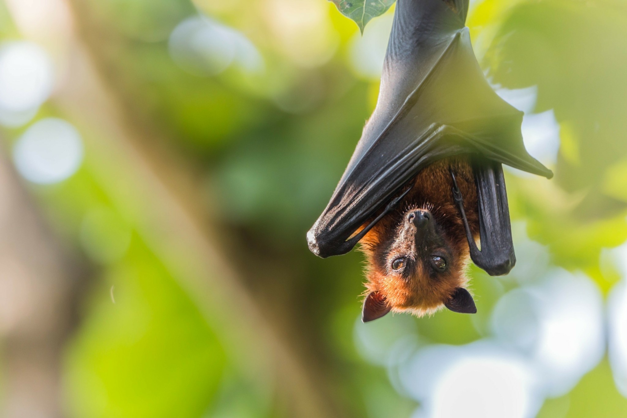 Οι «άγνωστοι ήρωες» της τεκίλας: Πώς οι νυχτερίδες σώζουν μια παράδοση αιώνων