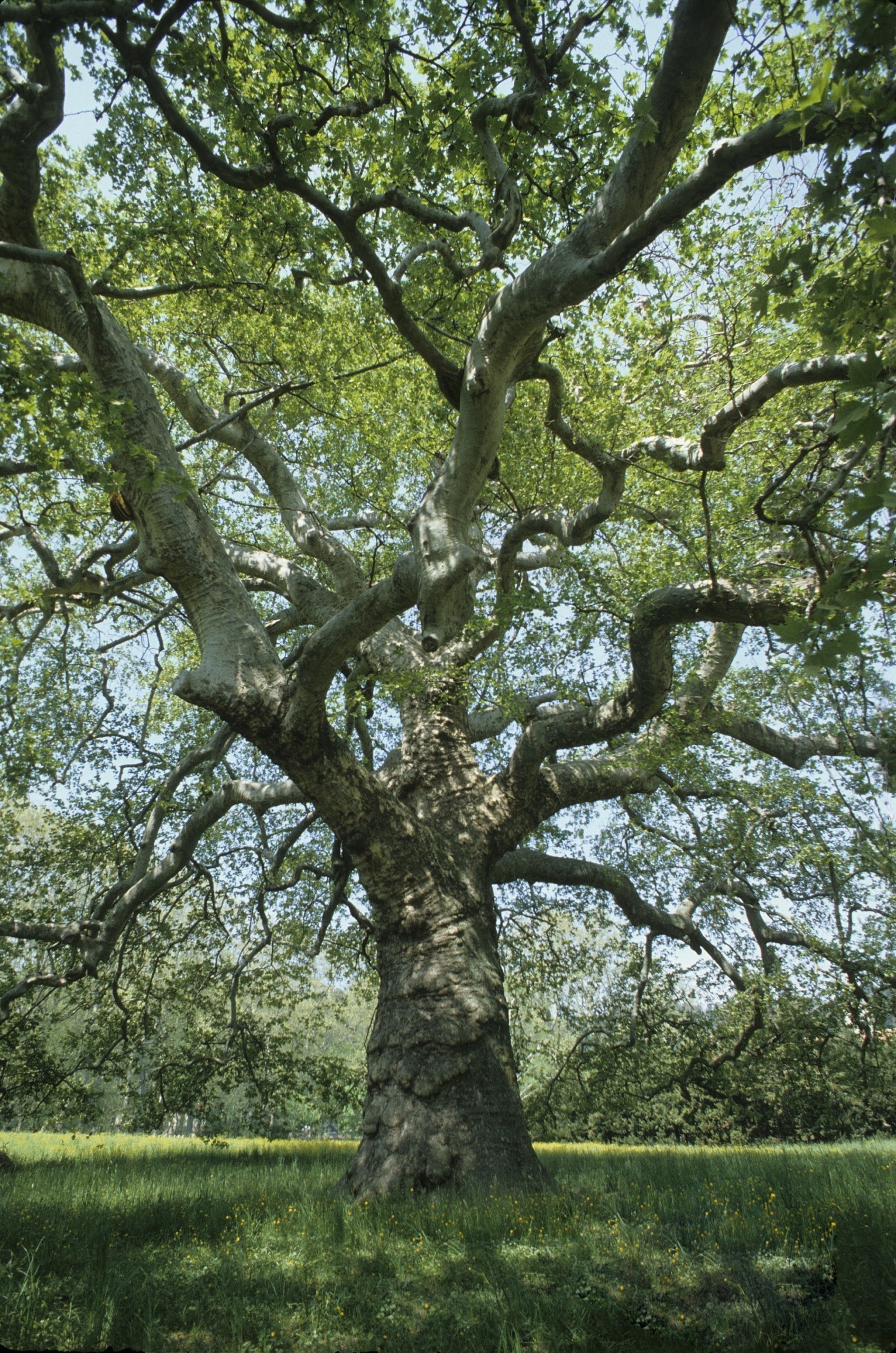 Σε αυτό το ελληνικό δάσος είναι συγκλονιστική εμπειρία να περπατάς το φθινόπωρο