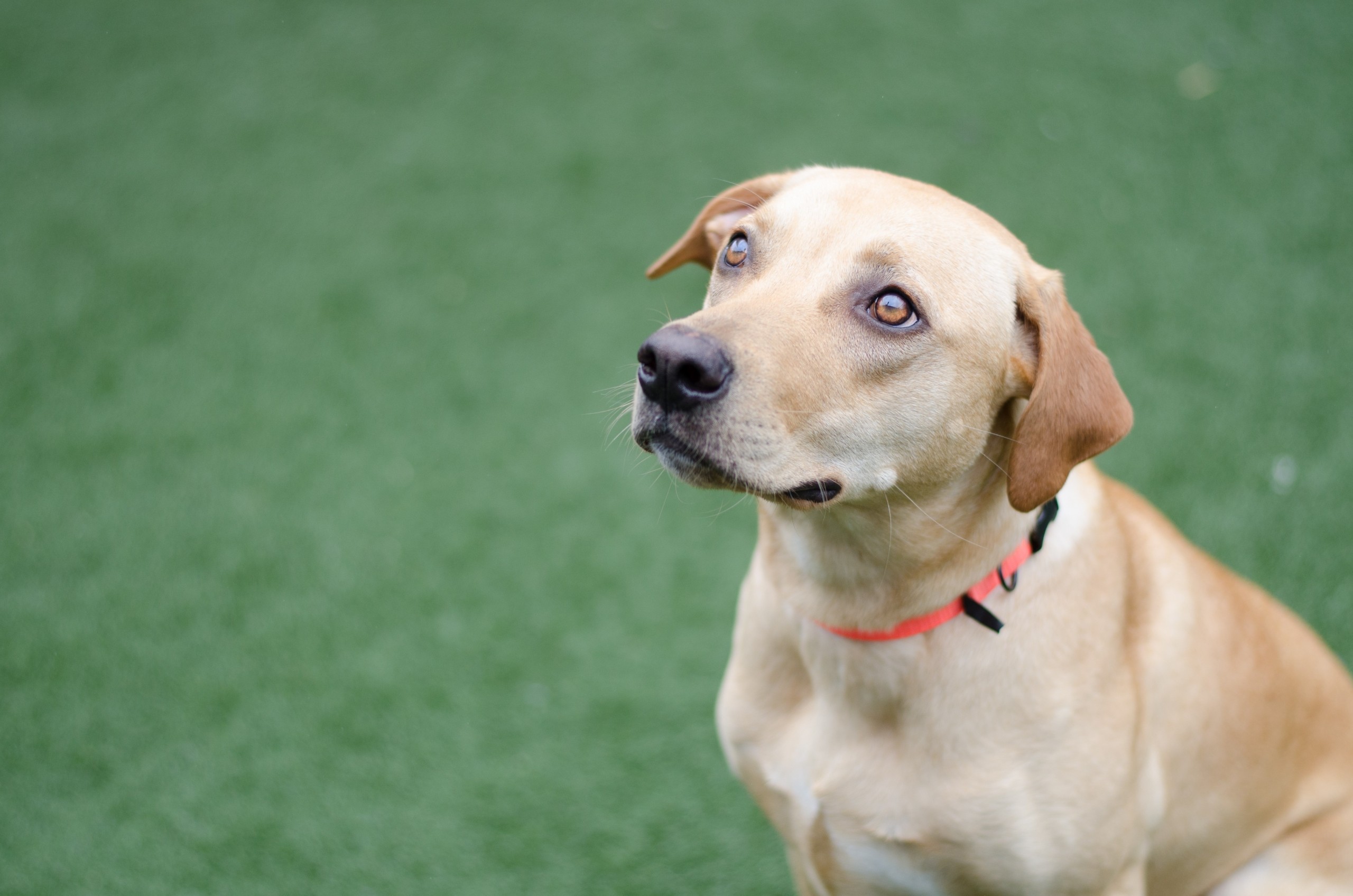 Σκύλοι: Οι περισσότεροι καθαρόαιμοι διατηρούν αρχαία γονίδια λύκου – Τι αποκαλύπτει νέα μελέτη | Ειδήσεις για την Οικονομία
