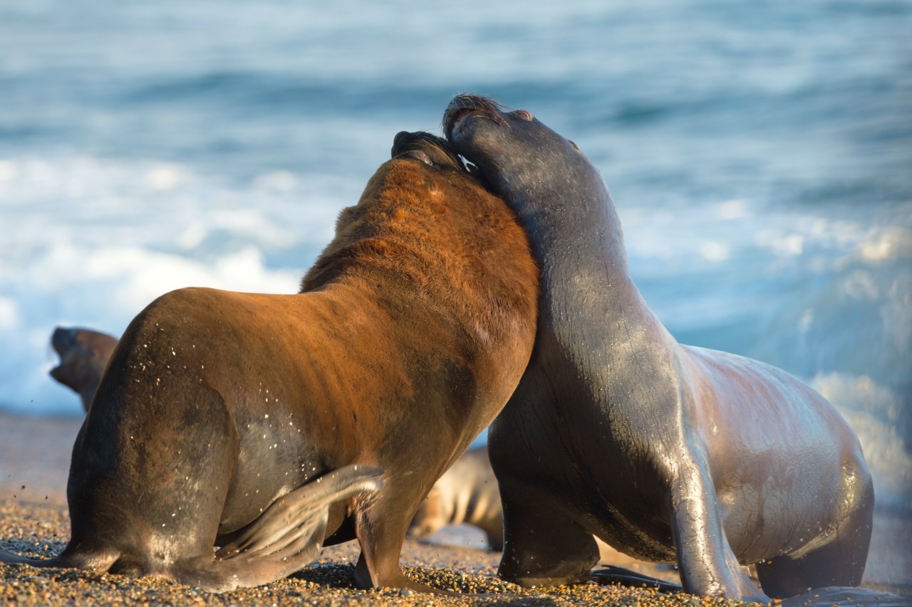 Ανταρκτική: Σοκ με από τη μείωση κατά 47% στους θαλάσσιους ελέφαντες | Ειδήσεις για την Οικονομία