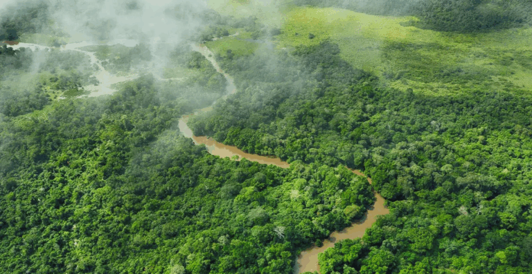Κλιματική αλλαγή: Γιατί τα δάση του Κονγκό έχουν τόσο μεγάλη σημασία