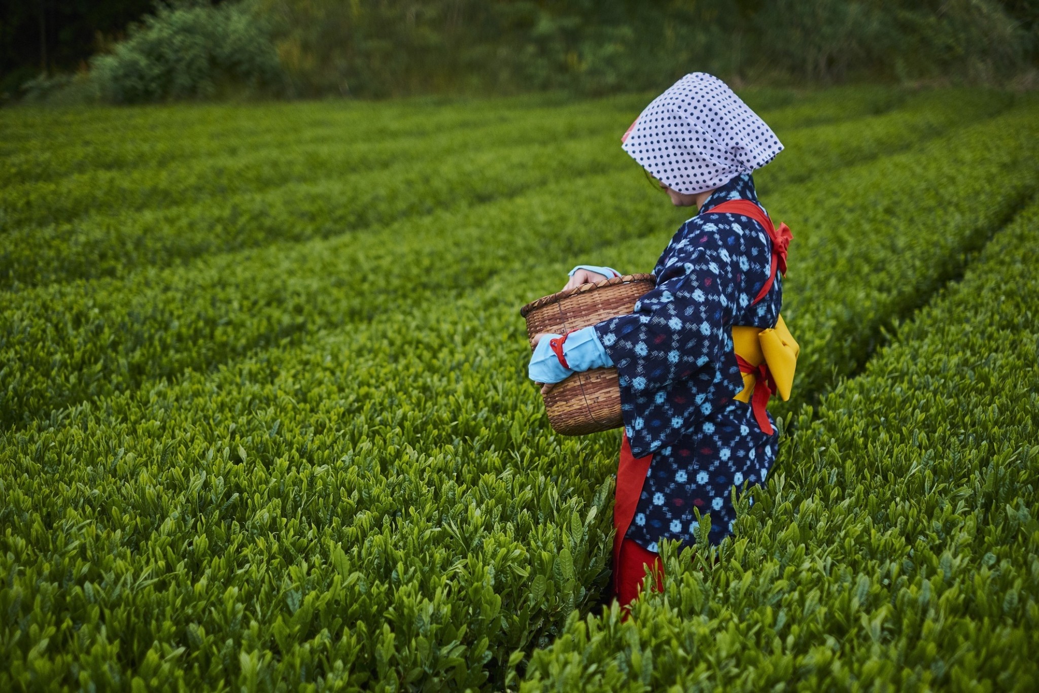 Το πράσινο «χρυσάφι» – Το μάτσα γίνεται δυσεύρετο και ακριβότερο από ποτέ
