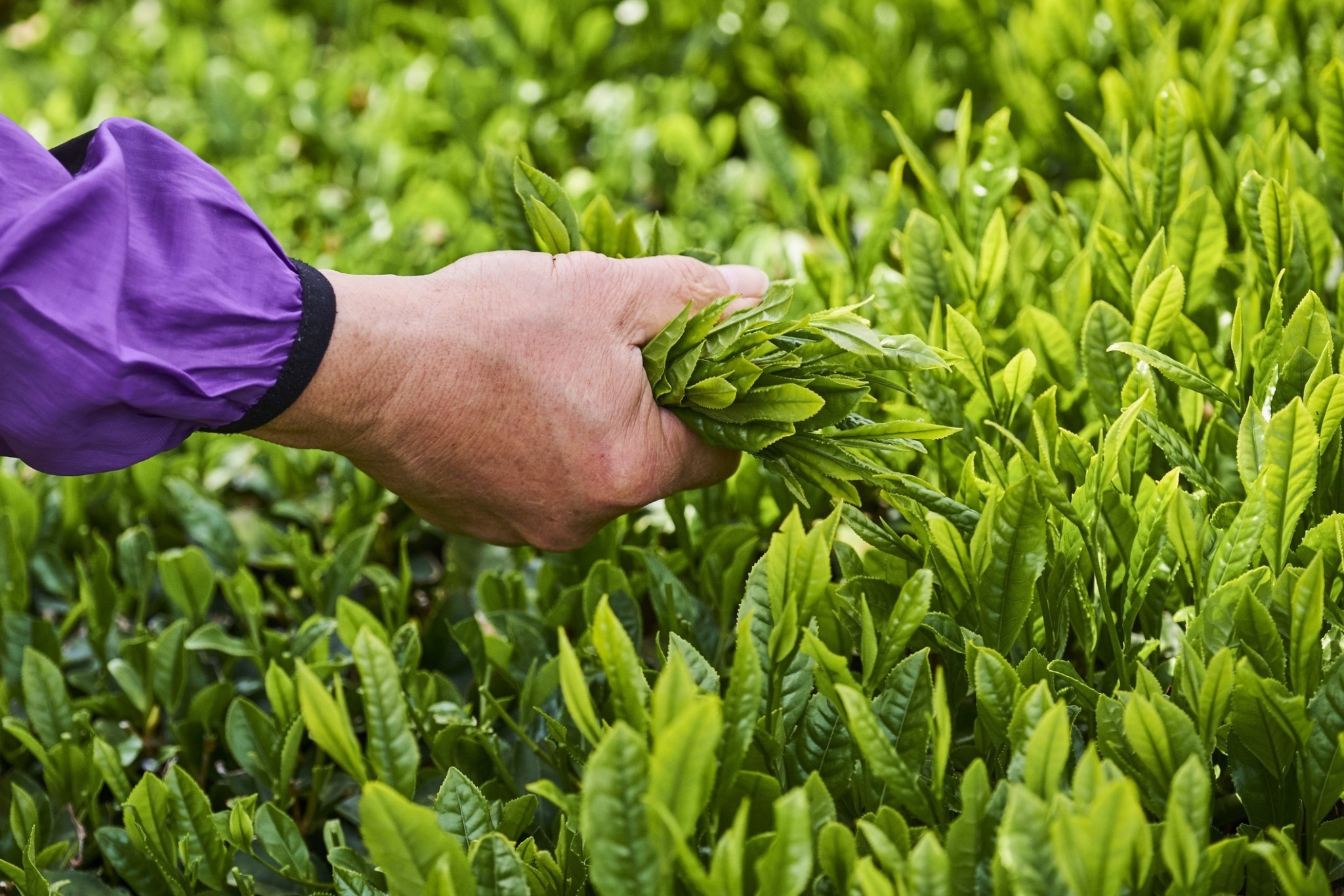 Το πράσινο «χρυσάφι» – Το μάτσα γίνεται δυσεύρετο και ακριβότερο από ποτέ
