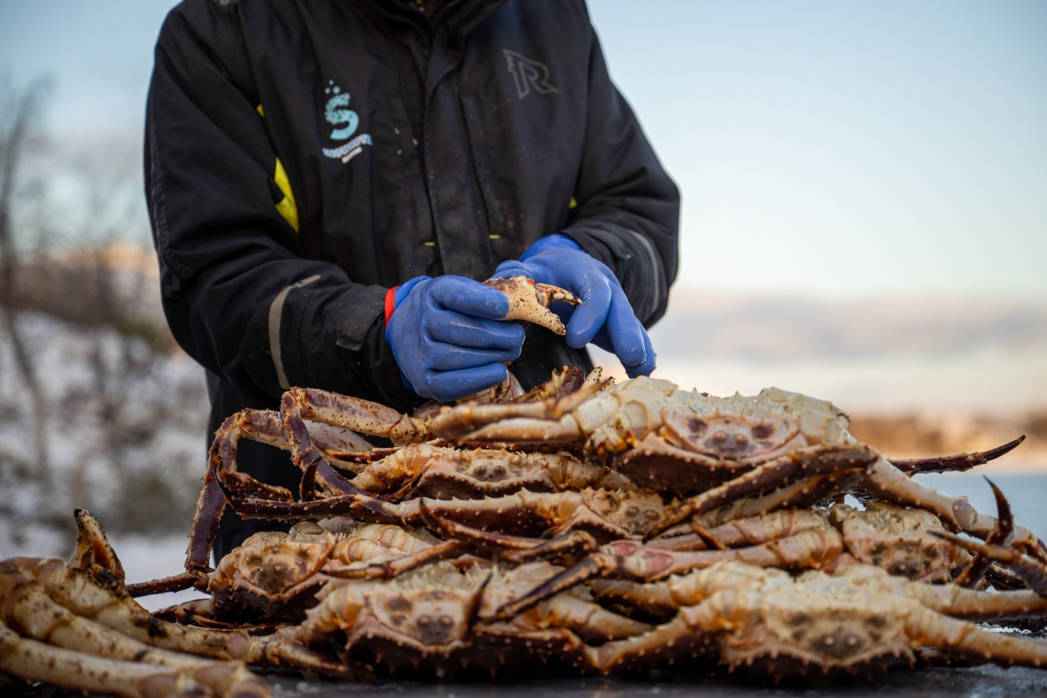 To σαφάρι του βασιλικού καβουριού: Η εμπειρία της περιπέτειας στον αρκτικό κύκλο