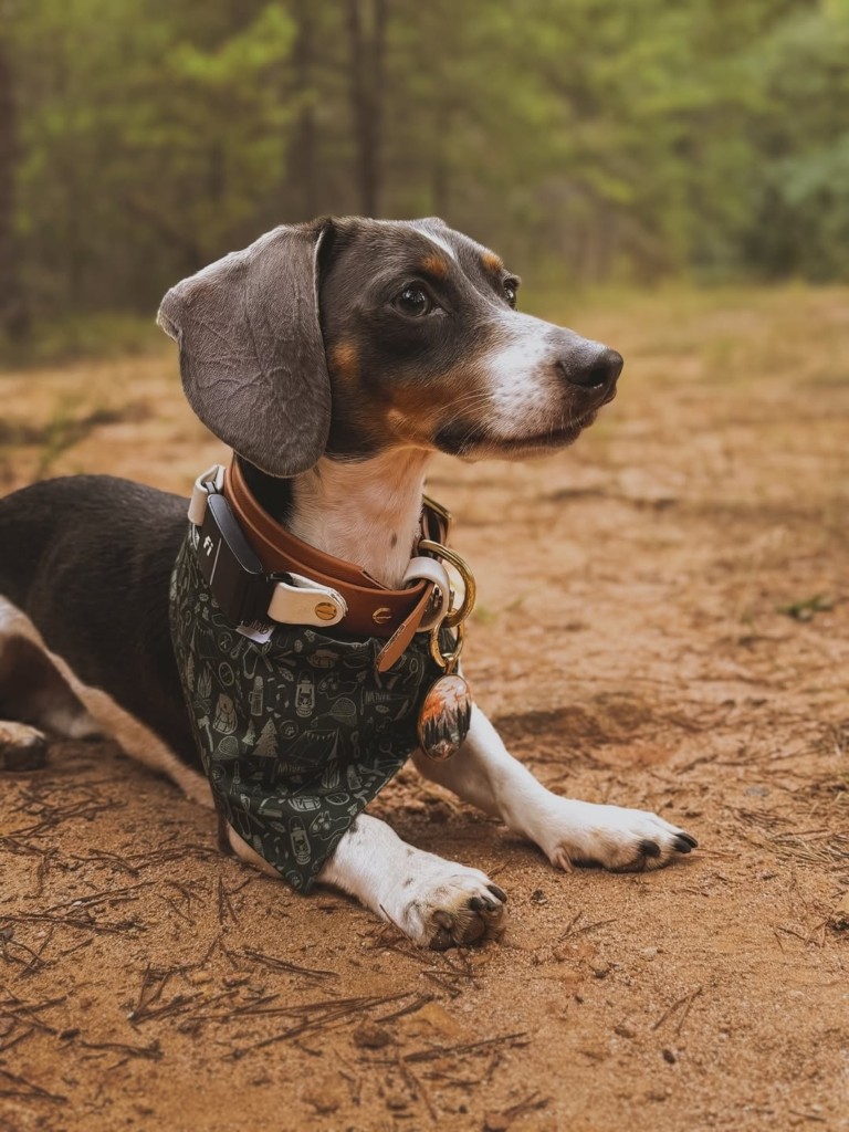 Πρωτοποριακή τεχνολογία για κατοικίδια: Έξυπνα περιλαίμια μεταφράζουν όσα λένε οι σκύλοι Πρωτοποριακή τεχνολογία για κατοικίδια: Έξυπνα περιλαίμια μεταφράζουν όσα λένε οι σκύλοι