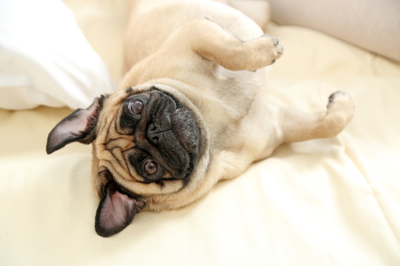 Τροφές για κατοικίδια: Αυξήσεις ως 73 % μέσα σε επτά μήνες (πίνακες) | Ειδήσεις για την Οικονομία