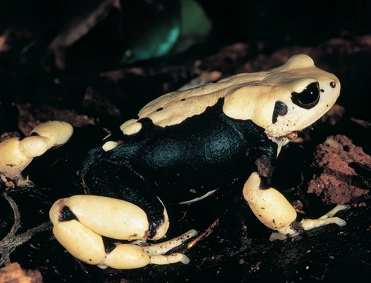 Ανακαλύφθηκαν βάτραχοι που αποκτούν μικρά και όχι αυγά | Ειδήσεις για την Οικονομία
