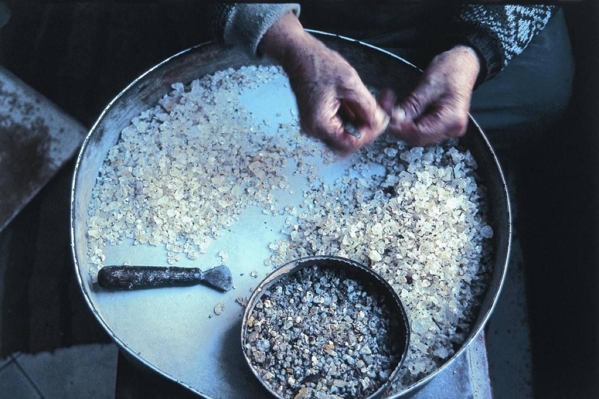 Μαστίχα Χίου: Προ των πυλών για Βραζιλία – Αισιοδοξία για την παραγωγή και το βλέμμα σε νέες αγορές | Ειδήσεις για την Οικονομία