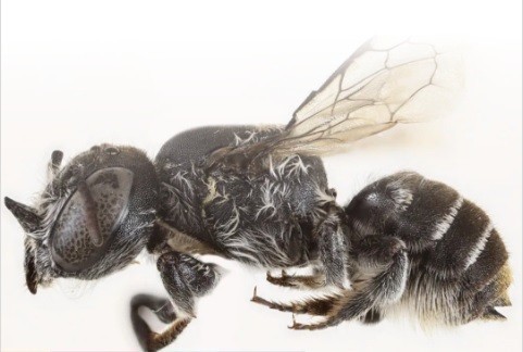 Νέα μέλισσα Lucifer: Η «διαβολική» ανακάλυψη των Αυστραλών επιστημόνων | Ειδήσεις για την Οικονομία