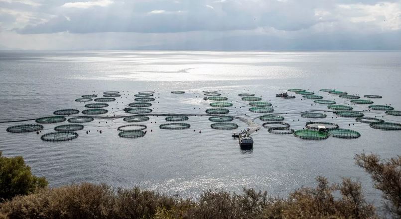 Υδατοκαλλιέργειες: Νούμερο 3 παίκτης στη Μεσόγειο η Ελλάδα – Αντιστέκεται εντός συνόρων η παραδοσιακή αλιεία | Ειδήσεις για την Οικονομία