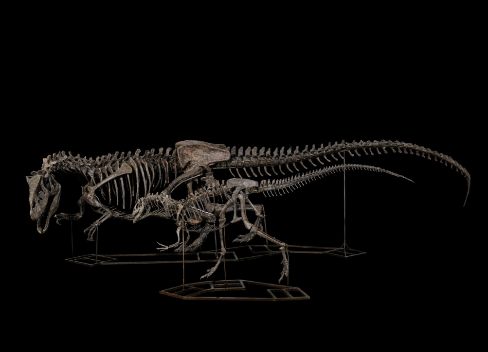 Βρετανία: Οι αρχές κατάσχεσαν από επιχειρηματία σπάνια οστά δεινοσαύρων αξίας εκατομμυρίων λιρών | Ειδήσεις για την Οικονομία