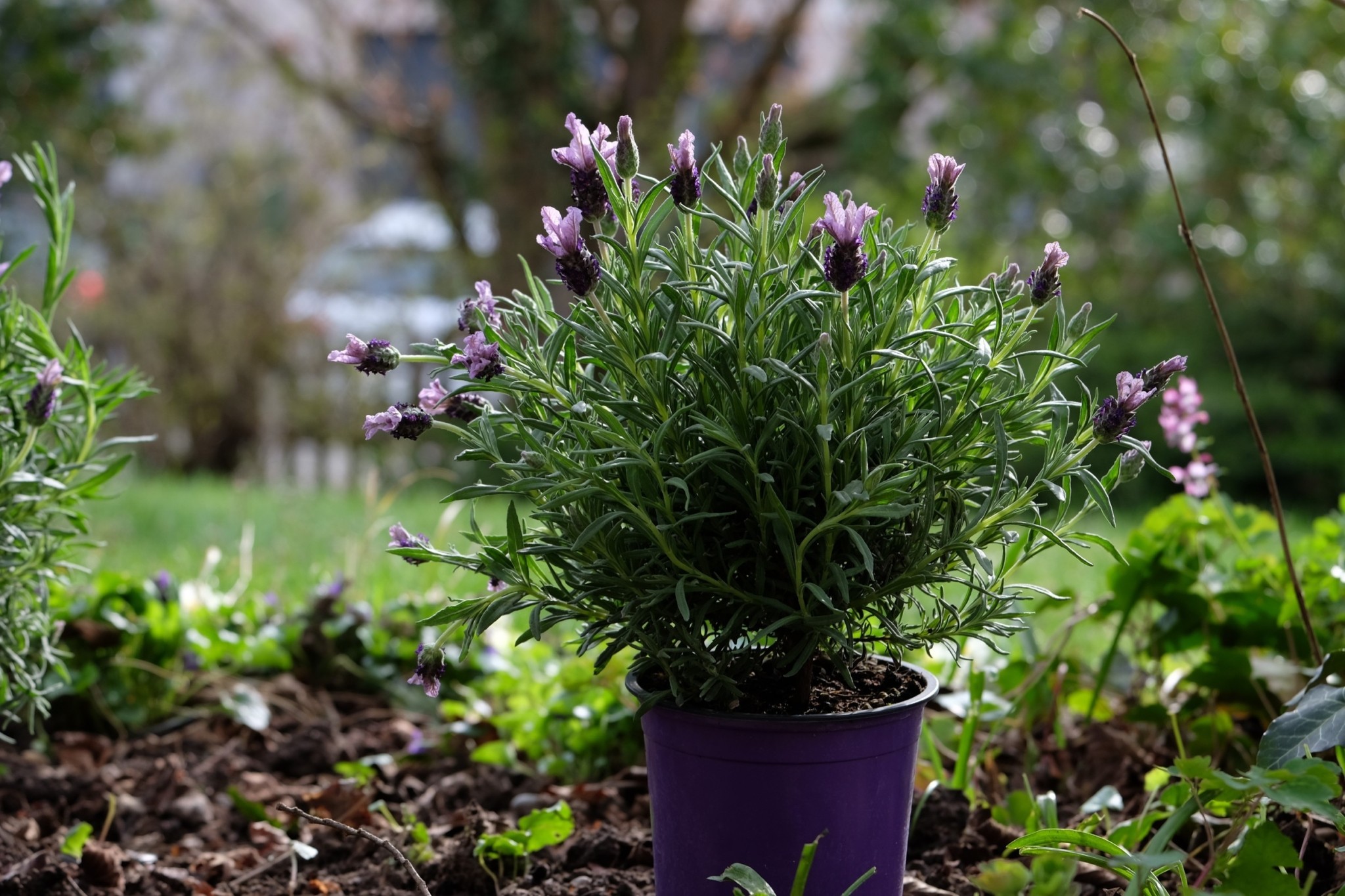 Κήπος: Αυτές είναι οι έξυπνες εργασίες για τον Δεκέμβριο με τα νέα δεδομένα του κλίματος