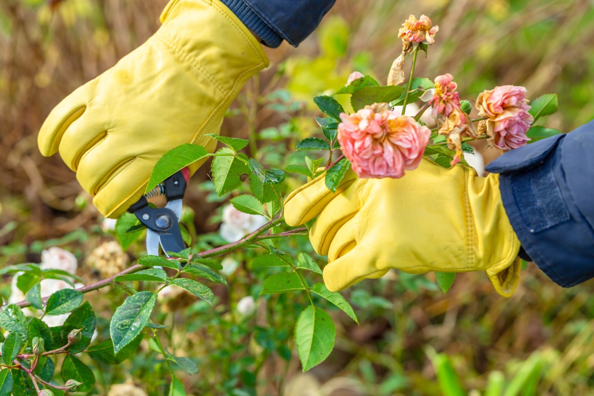 Κήπος: Αυτές είναι οι έξυπνες εργασίες για τον Δεκέμβριο με τα νέα δεδομένα του κλίματος