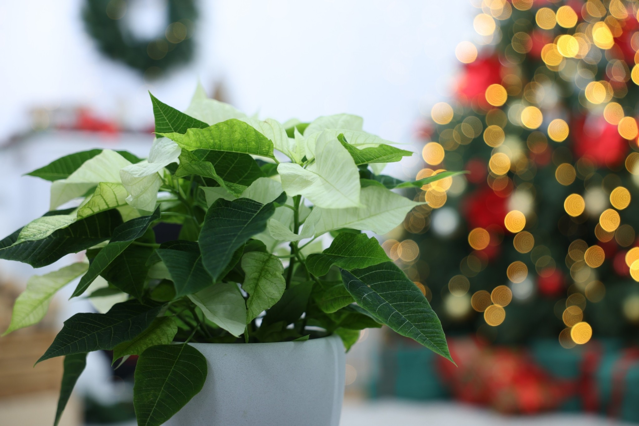 Αυτά είναι τα 5 φυτά που στολίζουν το σπίτι σας τις γιορτές