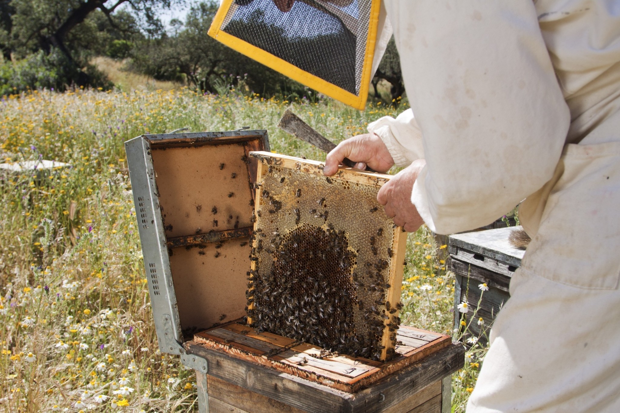 Μελισσοκομία: Το χόμπι που έγινε επάγγελμα με 2 εκατ. κυψέλες σε όλη την Ελλάδα