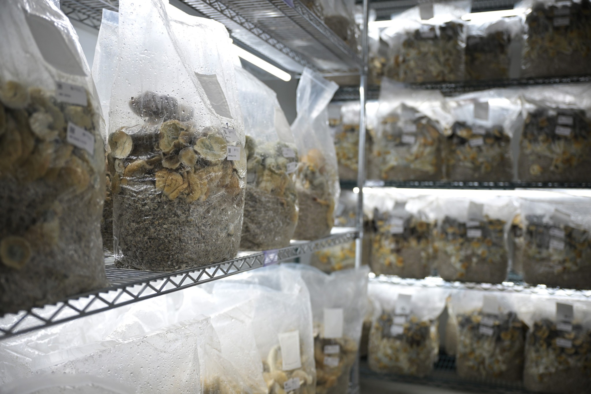 Τα «μαγικά μανιτάρια» μπαίνουν στην αγορά της θεραπείας προβλημάτων ψυχικής υγείας