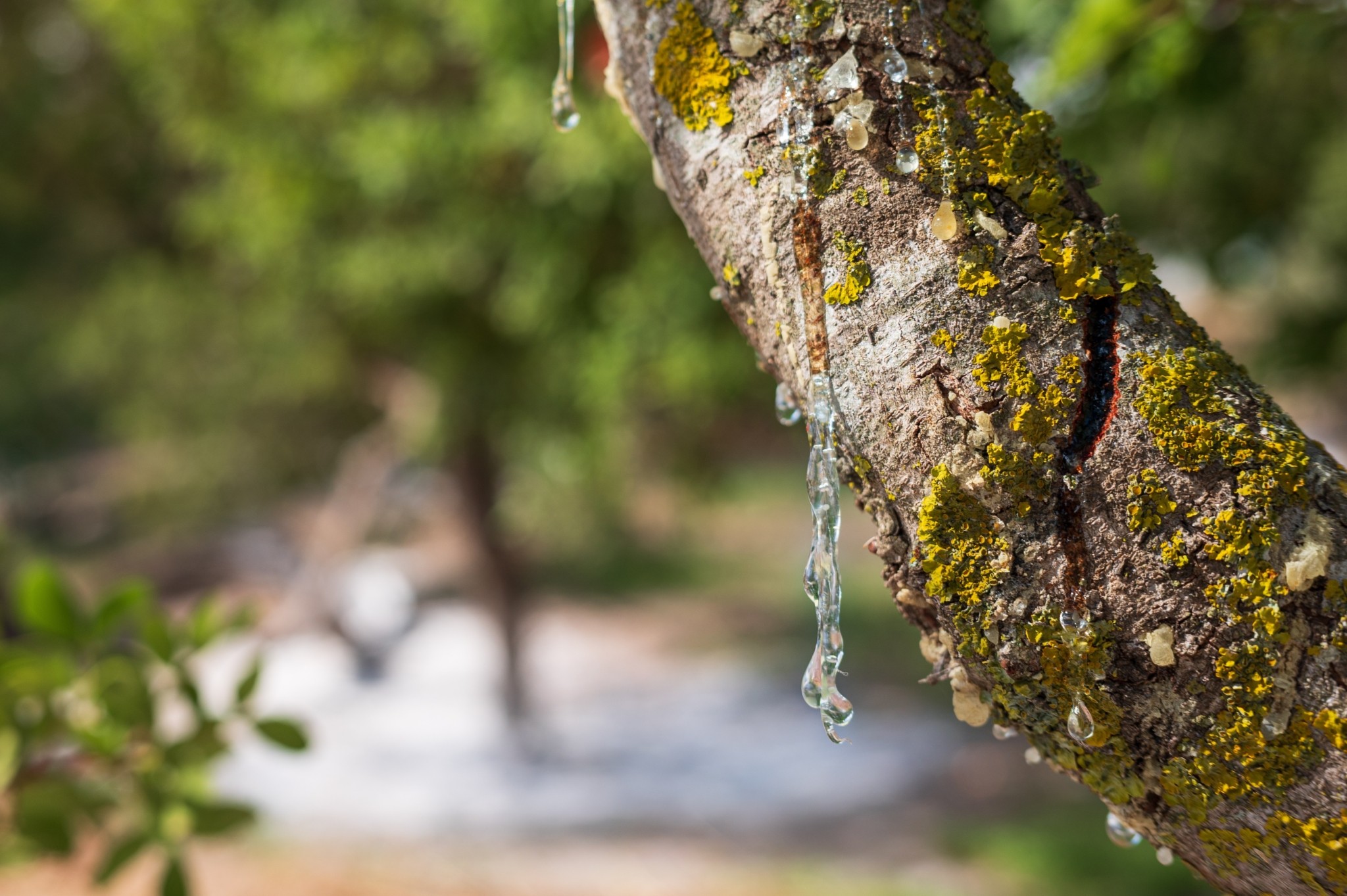 Μαστίχα Χίου: Το παγκόσμιο brand που περνά από γενιά σε γενιά