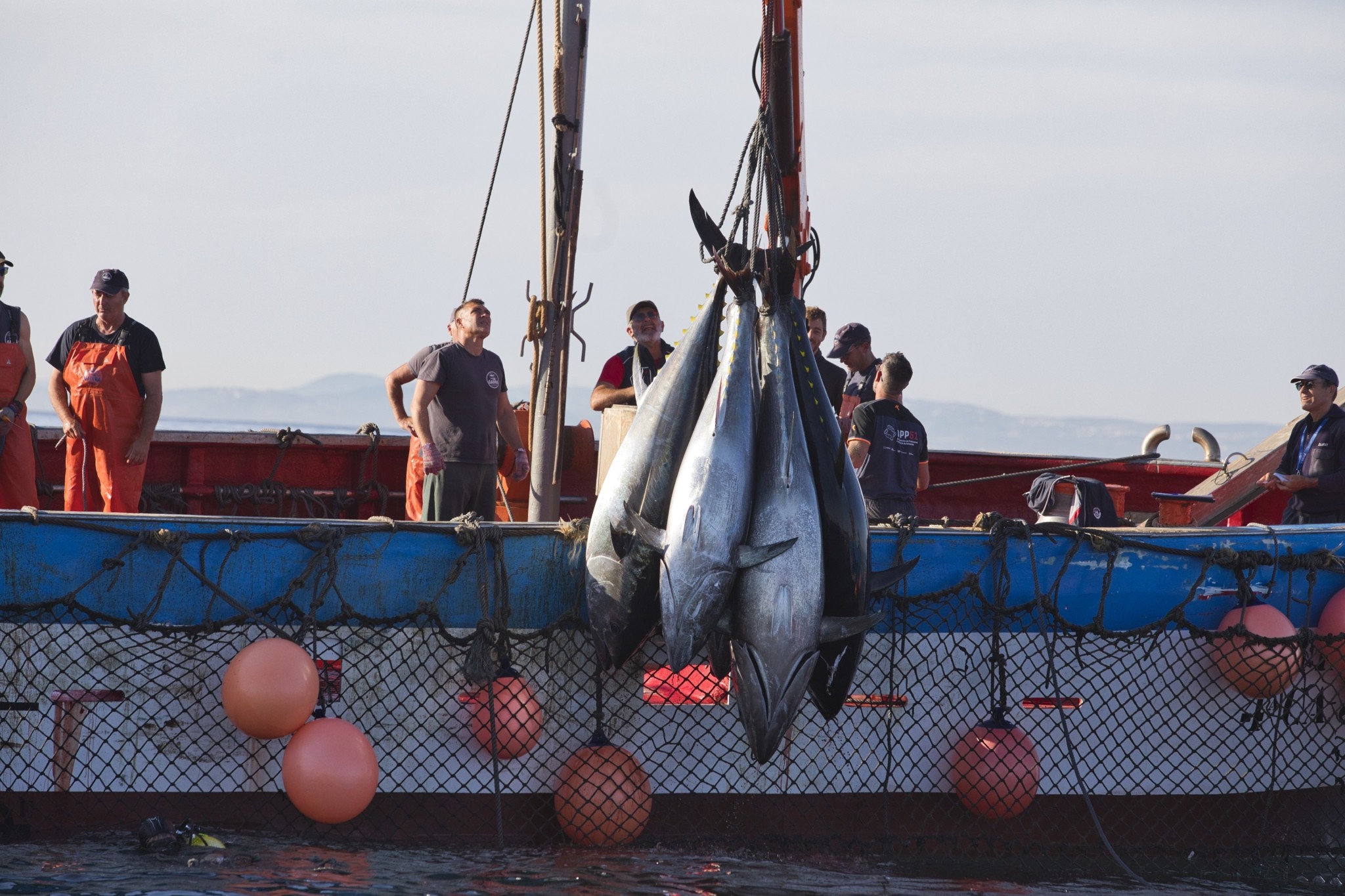 Η “σκοτεινή” αλήθεια πίσω από το ψάρεμα του τόνου στους ωκεανούς