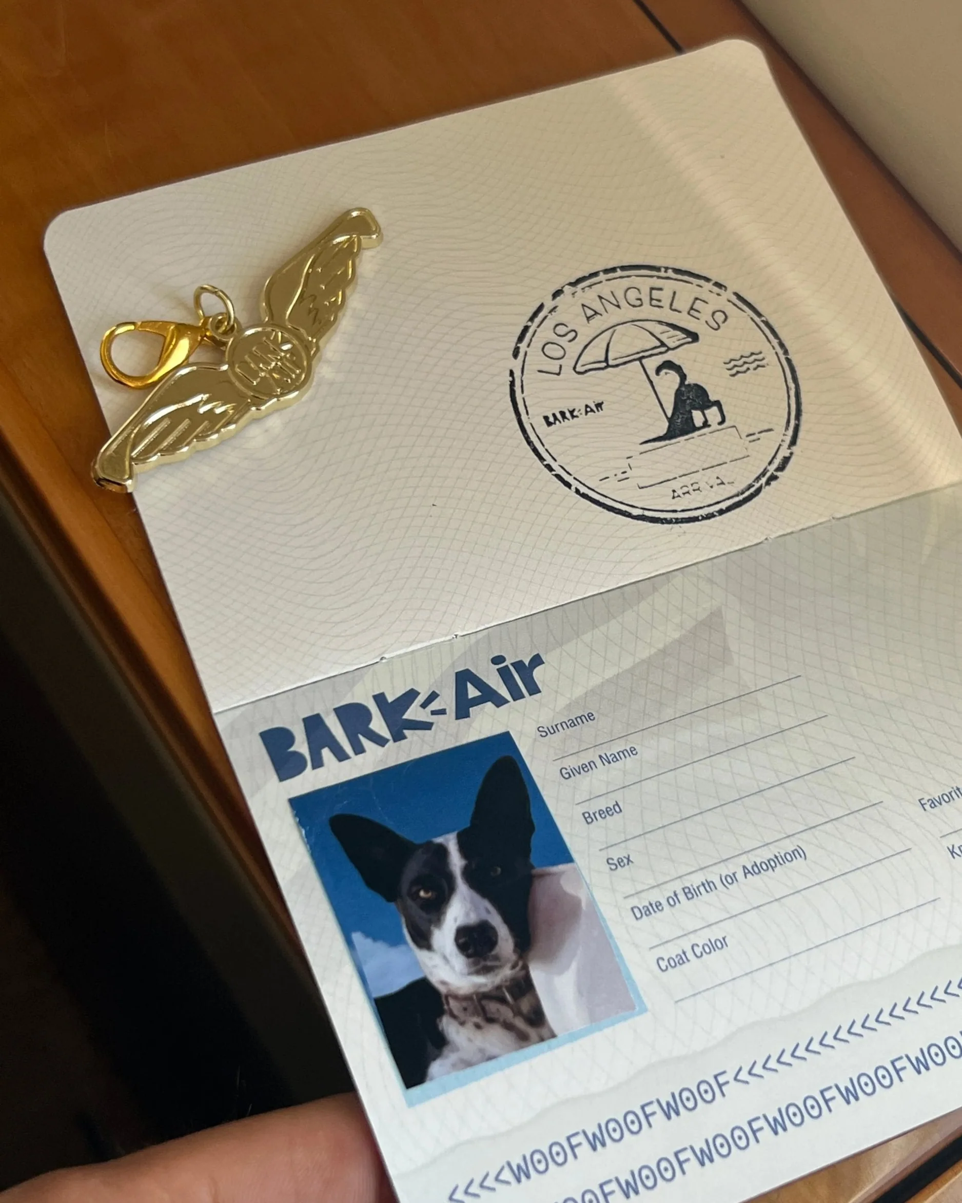 Bark Air – Η πρώτη αεροπορική εταιρεία για σκύλους