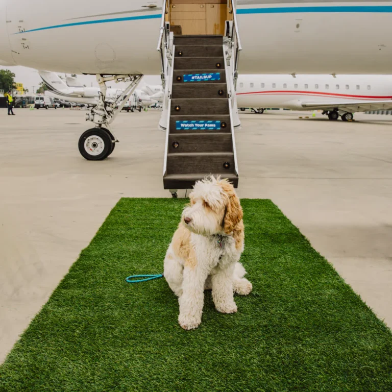 Bark Air – Η πρώτη αεροπορική εταιρεία για σκύλους