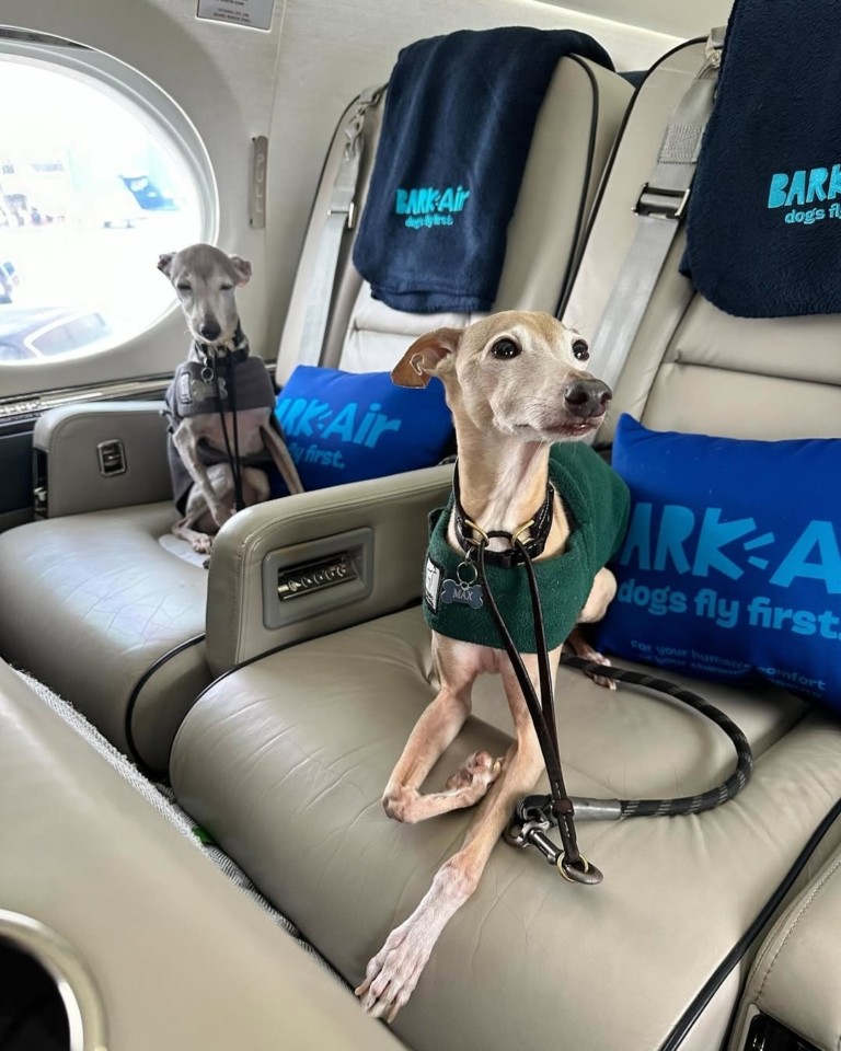 Bark Air – Η πρώτη αεροπορική εταιρεία για σκύλους